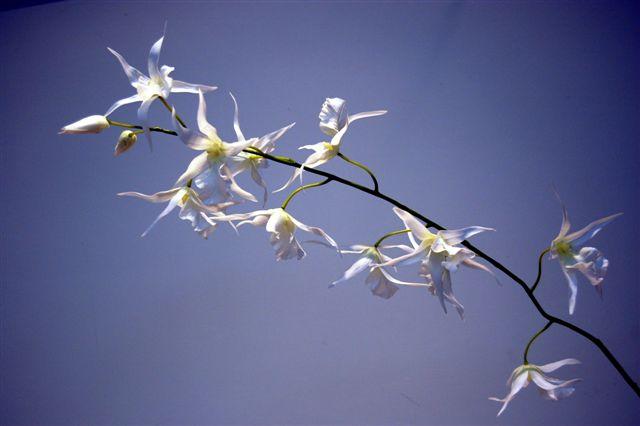 RAMO ONCIDIUM 108CM. WHITE