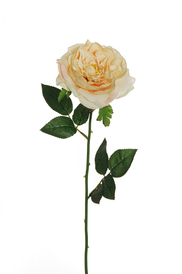 GARDEN ROSE 58CM. 6PZ. CREMA