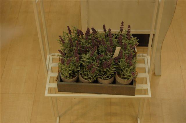 SET 12 VASETTI LAVANDA 18CM.
