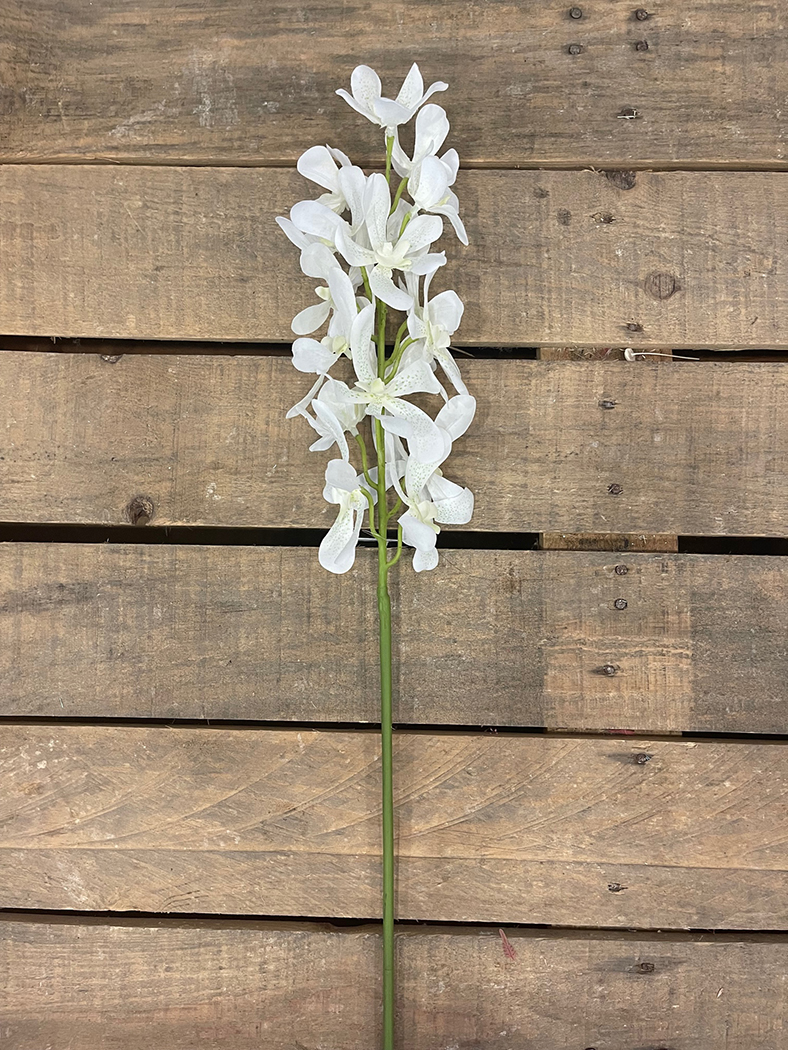 VANDA ARACHNIS 85CM. BIANCO