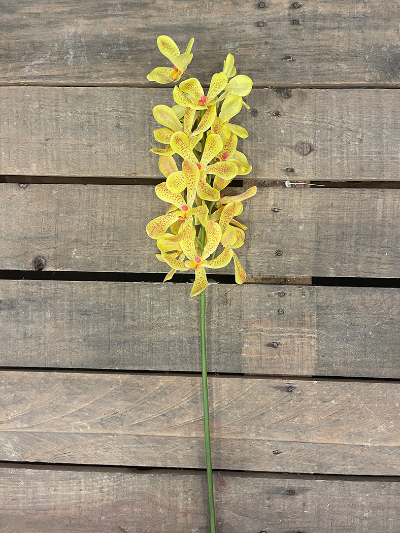 VANDA ARACHNIS 85CM. GIALLO