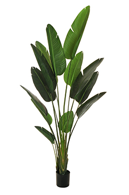 PIANTA BIRD OF PARADISE H210CM. C/VASO