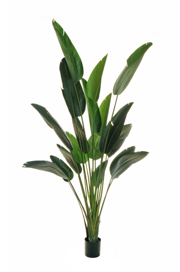 PIANTA BIRD OF PARADISE H240CM. C/VASO