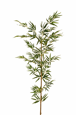 CANNA DI BAMBOO CON 450FOGLIE H160CM. VERDE