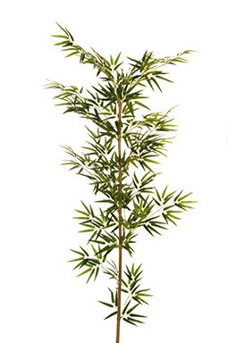 CANNA DI BAMBOO CON 675FOGLIE H180CM. VERDE