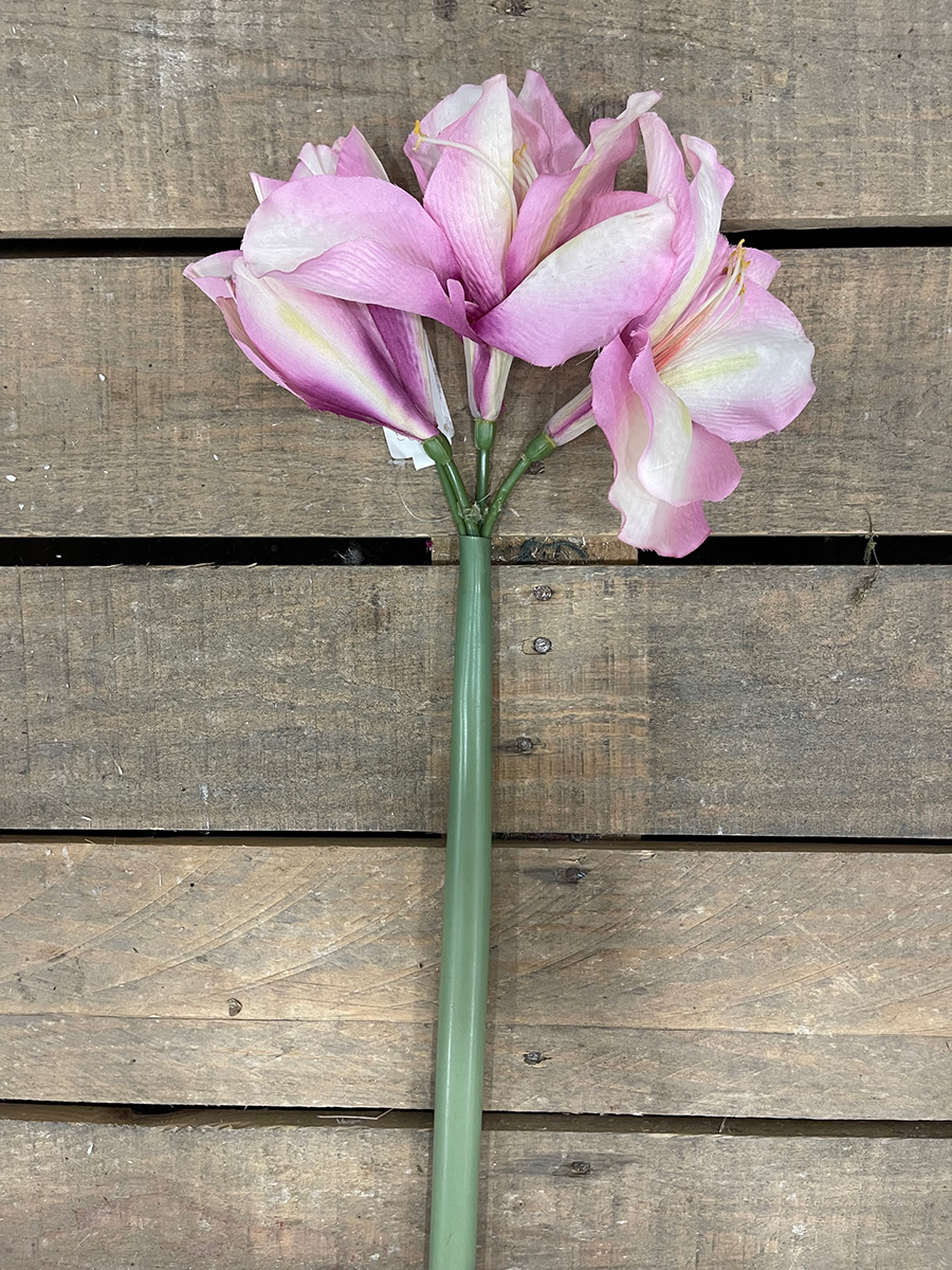 AMARYLLIS PINK