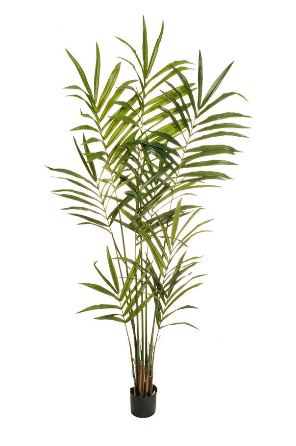 PIANTA KENTIA PALM 118FOGLIE H.180CM.