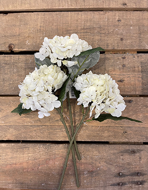 DRIED SHORT HYDRANG. 34CM. 3PZ. CREMA