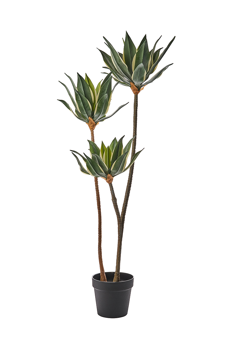 PIANTA DRACENA H128CM.