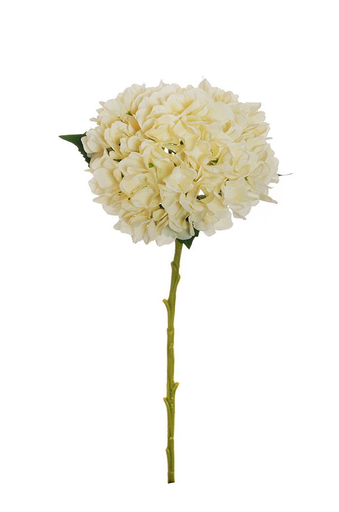 HYDRANGEA JULIET D18CM. L50CM. CREAM