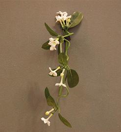 STEPHANOTIS CADENTE 63CM. WHITE