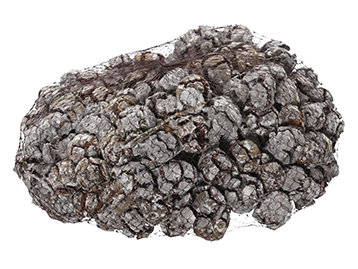 PIGNE DEL CIPRESSO 1KG. WHITE WASH