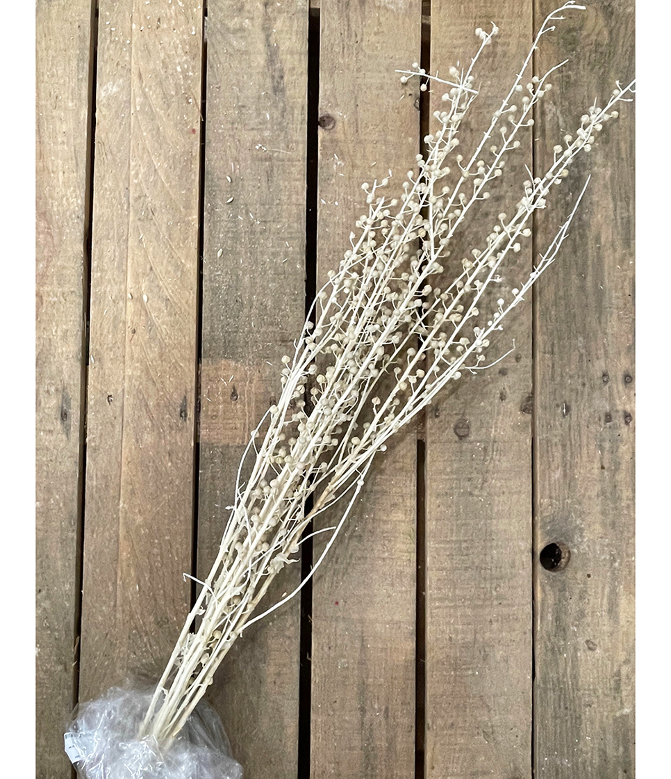 SCROFULARIA 120CM. 10PZ. BIANCO