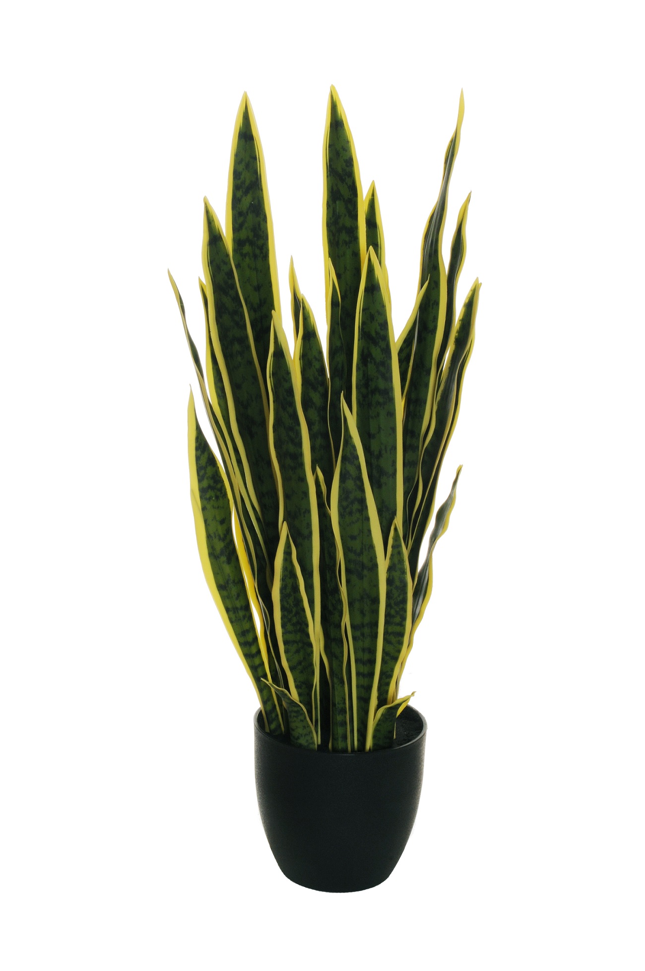PIANTA SANSEVIERIA 33FOGLIE REAL.T. H85CM.