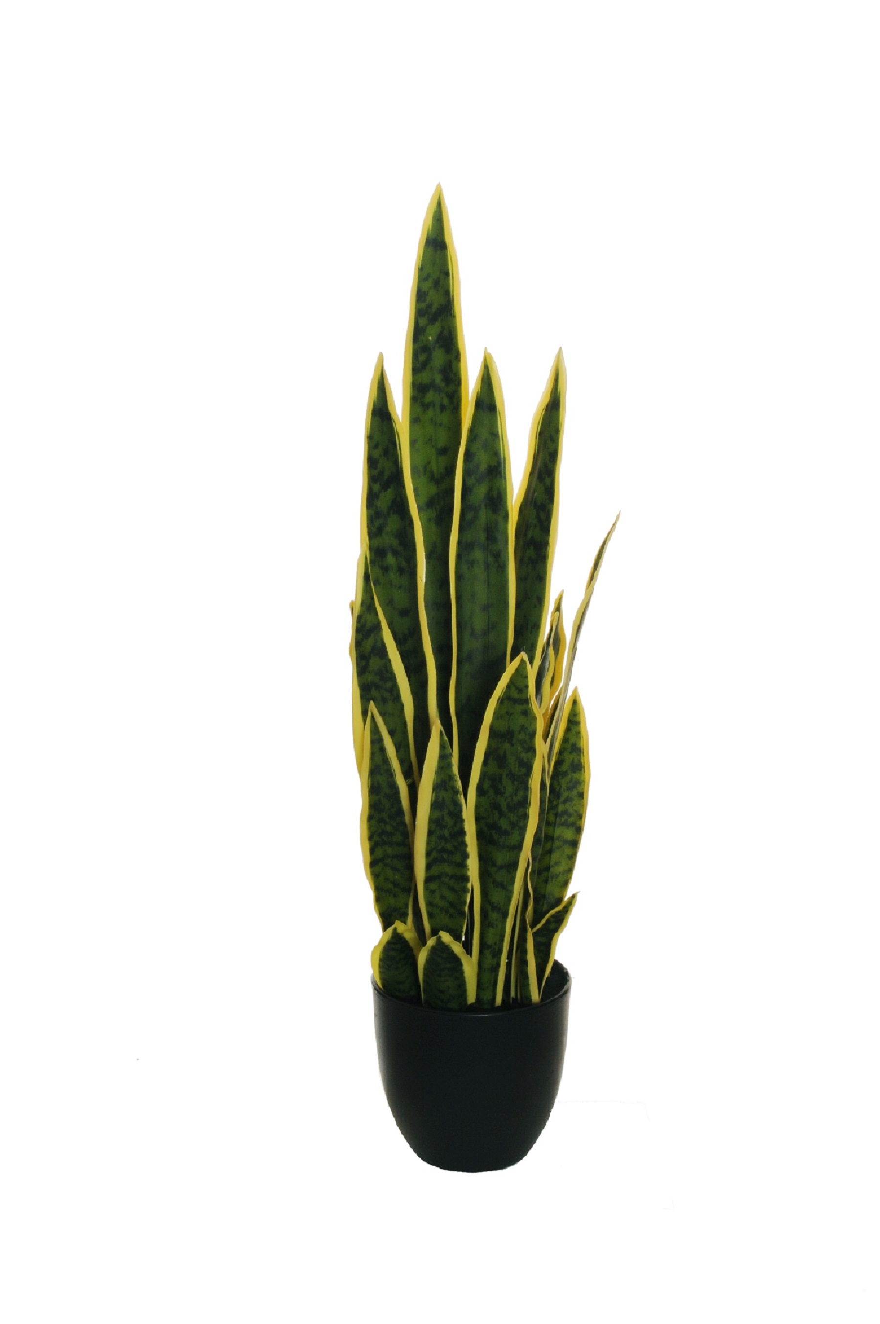 PIANTA SANSEVIERIA 24FOGLIE REAL.T. H77CM.