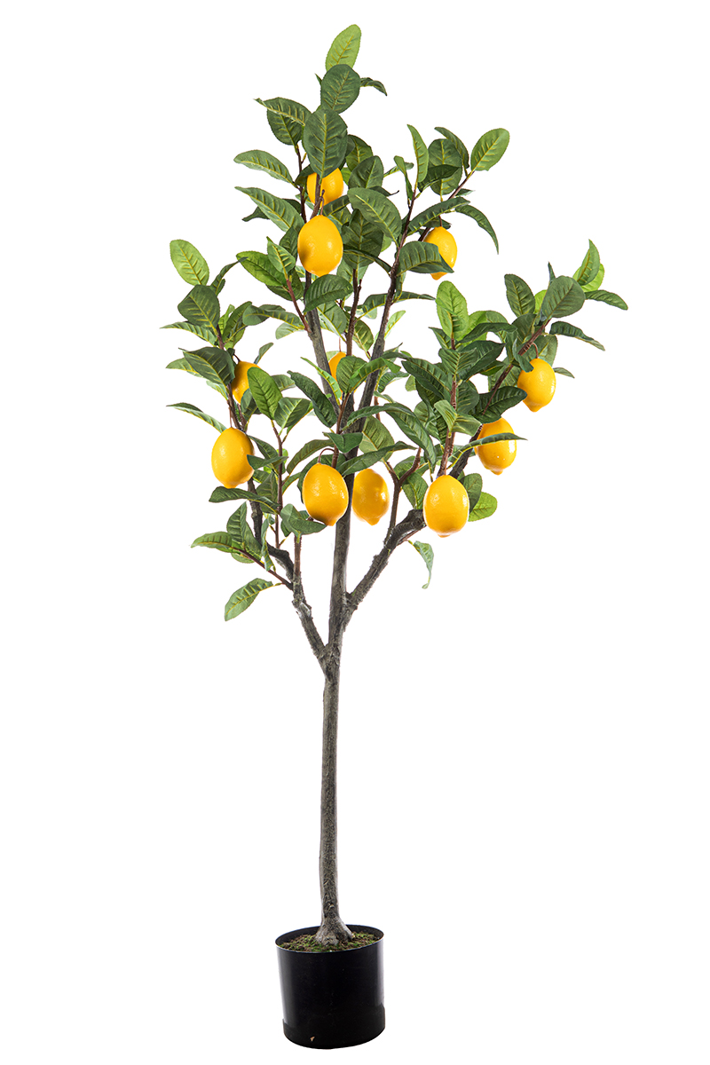PIANTA LIMONE C/FRUTTI H152CM.