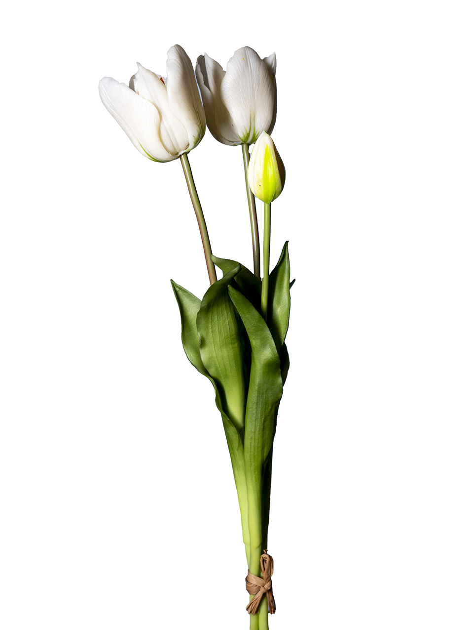TULIP PARROT BUNDLE 3STELI 50CM. BIANCO