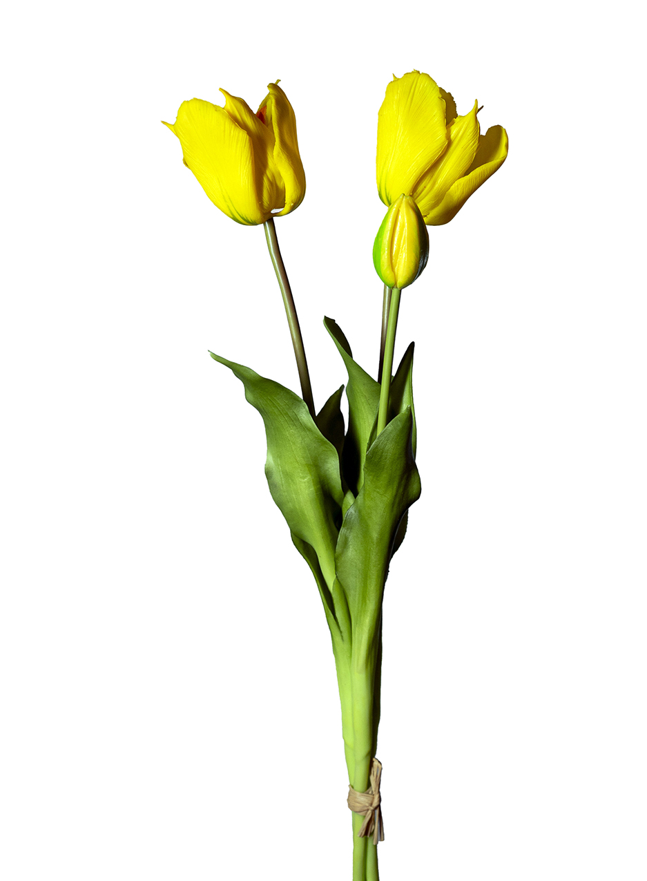 TULIP PARROT BUNDLE 3STELI 50CM. GIALLO