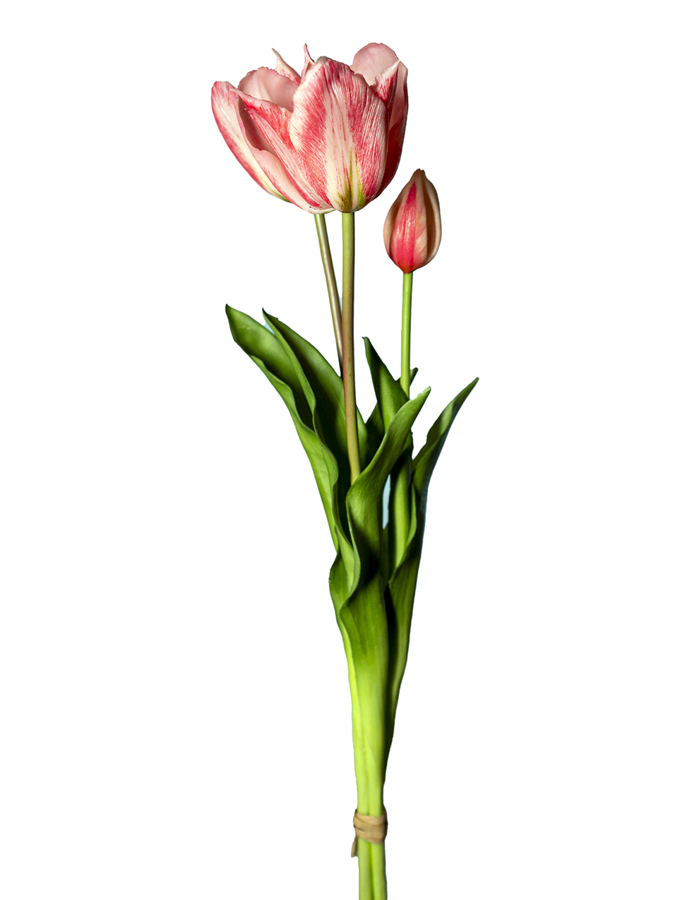TULIP PARROT BUNDLE 3STELI 50CM. ROSA