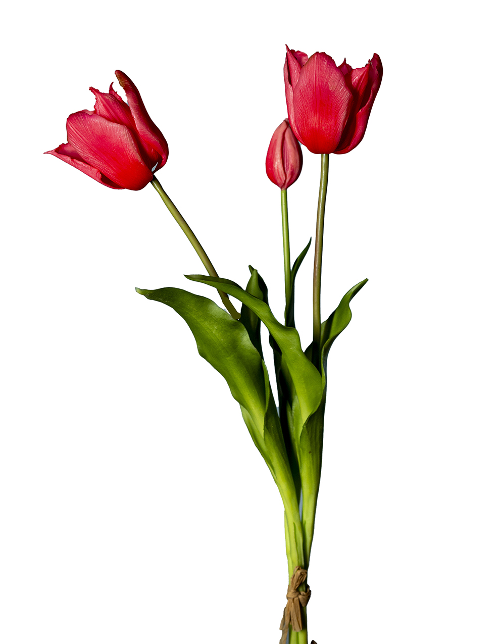 TULIP PARROT BUNDLE 3STELI 50CM. DK PINK