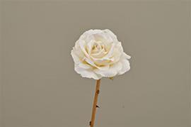 ROSA YUTA 55CM.WHITE