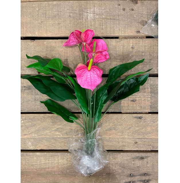 BUSH ANTHURIUM 5FIORI 10FOGLIE 50CM. 2PZ. FUXIA