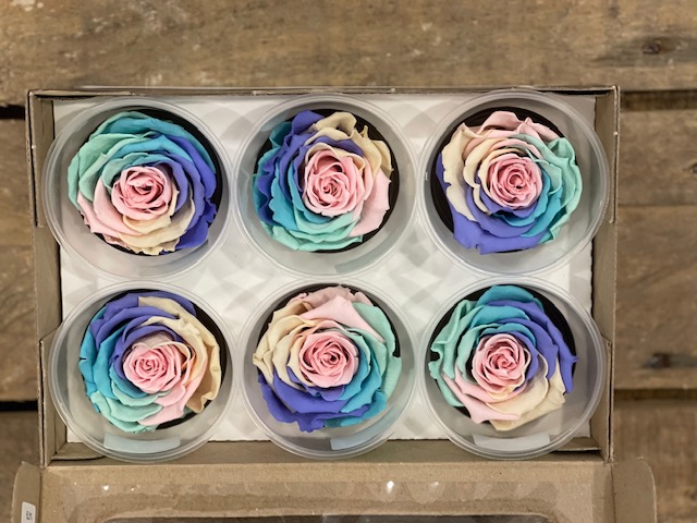 ROSE STAB.RAINBOW 6PZ. L PIN-04 ---NETTO-------