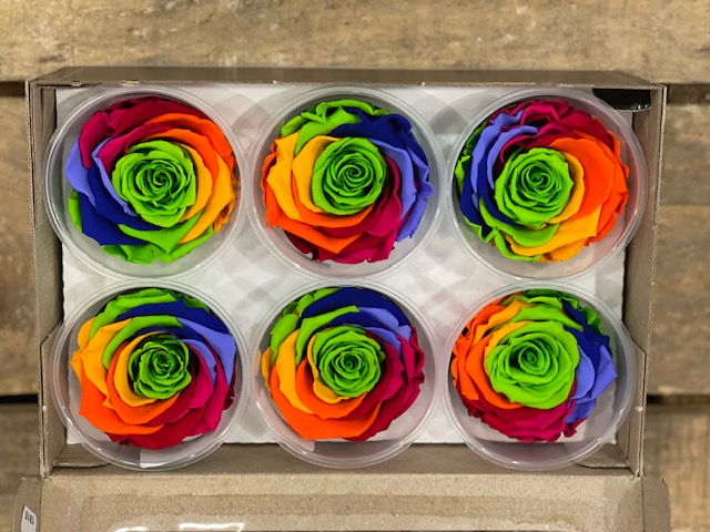 ROSE STAB.RAINBOW 6PZ. L GRE-05 ---NETTO-------
