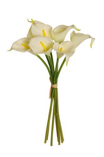 CALLA SMALL LILY W/RAF. 7PZ. 34CM. CREMA