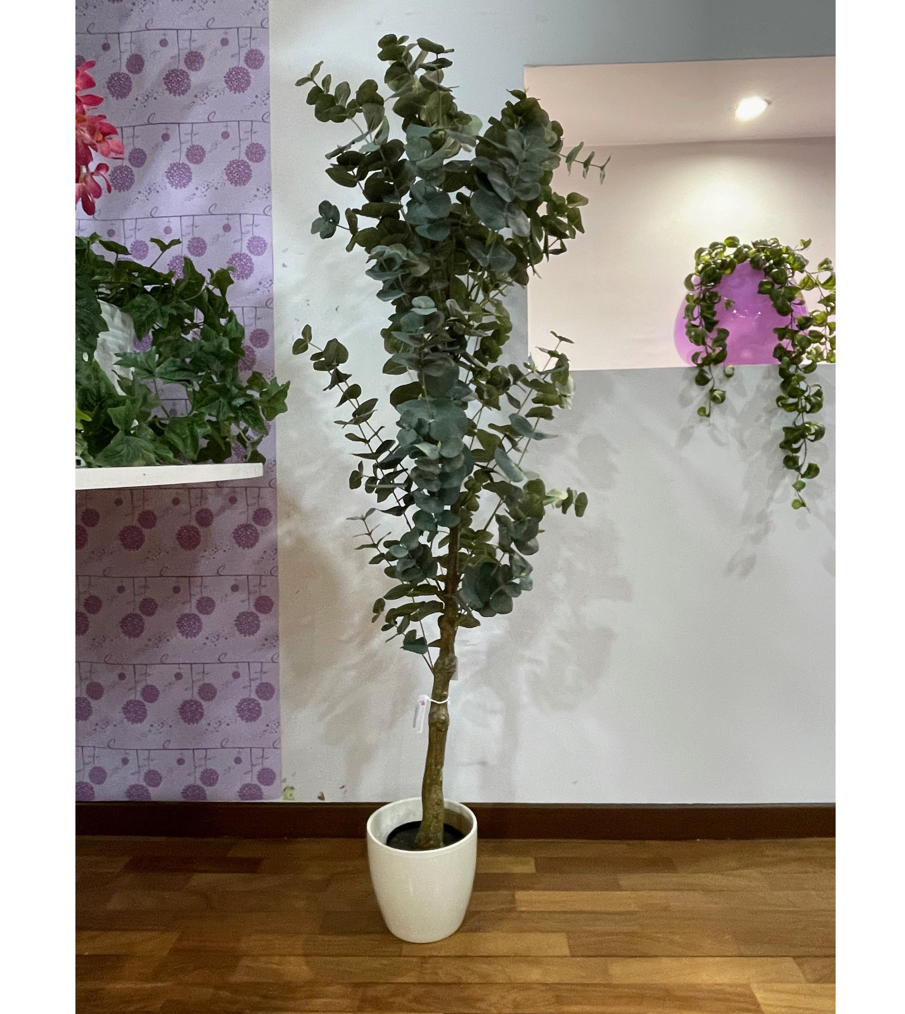 PIANTA EUCALYPTUS IN VASO H160CM  ---NETTO---