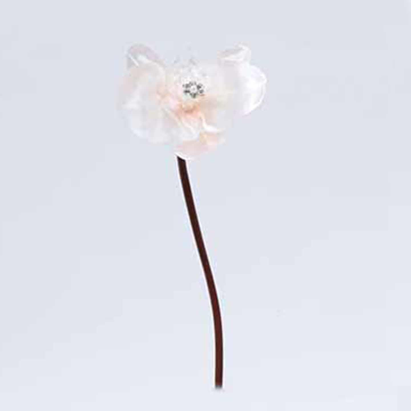 PHALAENOPSIS C/GEMME 6PZ. 23CM.CREAM/PINK
