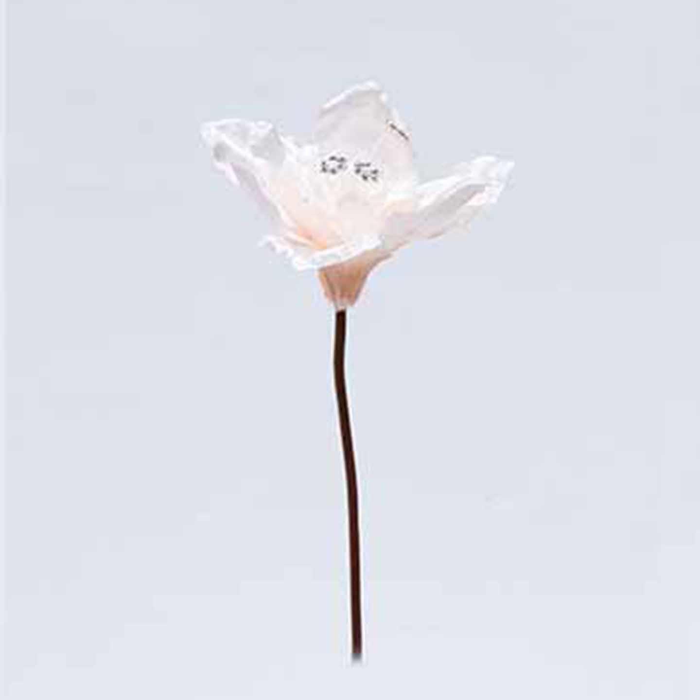 AMARYLLIS 3PZ. 30CM.CREAM/PINK