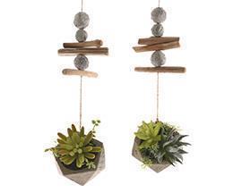 PIANTINA GRASSA C/POT E GARLAND H42 D5CM.