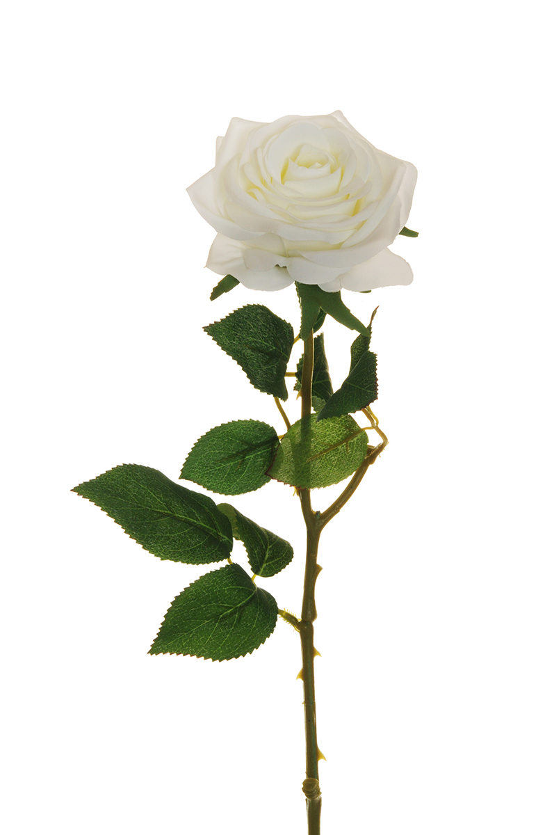 ECUADOR ROSE W/LEAF 65CM. 6PZ. BIANCO