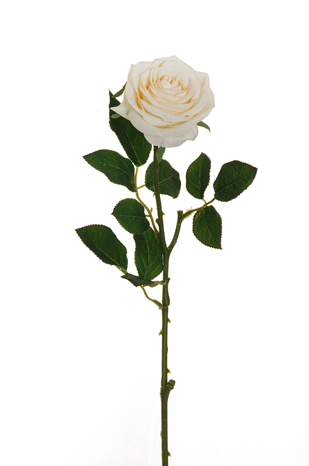 ECUADOR ROSE W/LEAF 65CM. 6PZ. CREMA