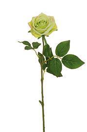 ECUADOR ROSE W/LEAF 65CM. 6PZ. LT GREEN