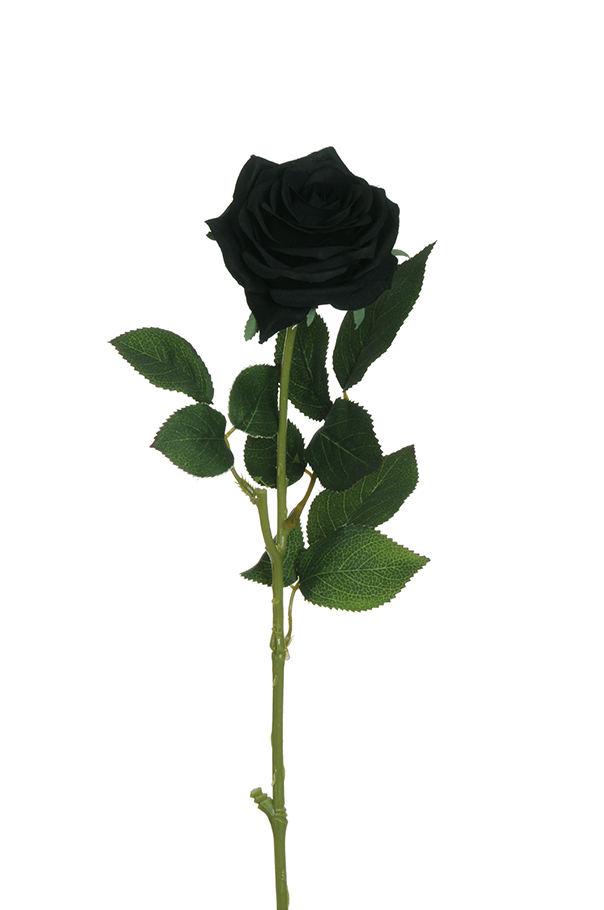 ECUADOR ROSE W/LEAF 65CM. 6PZ. NERO