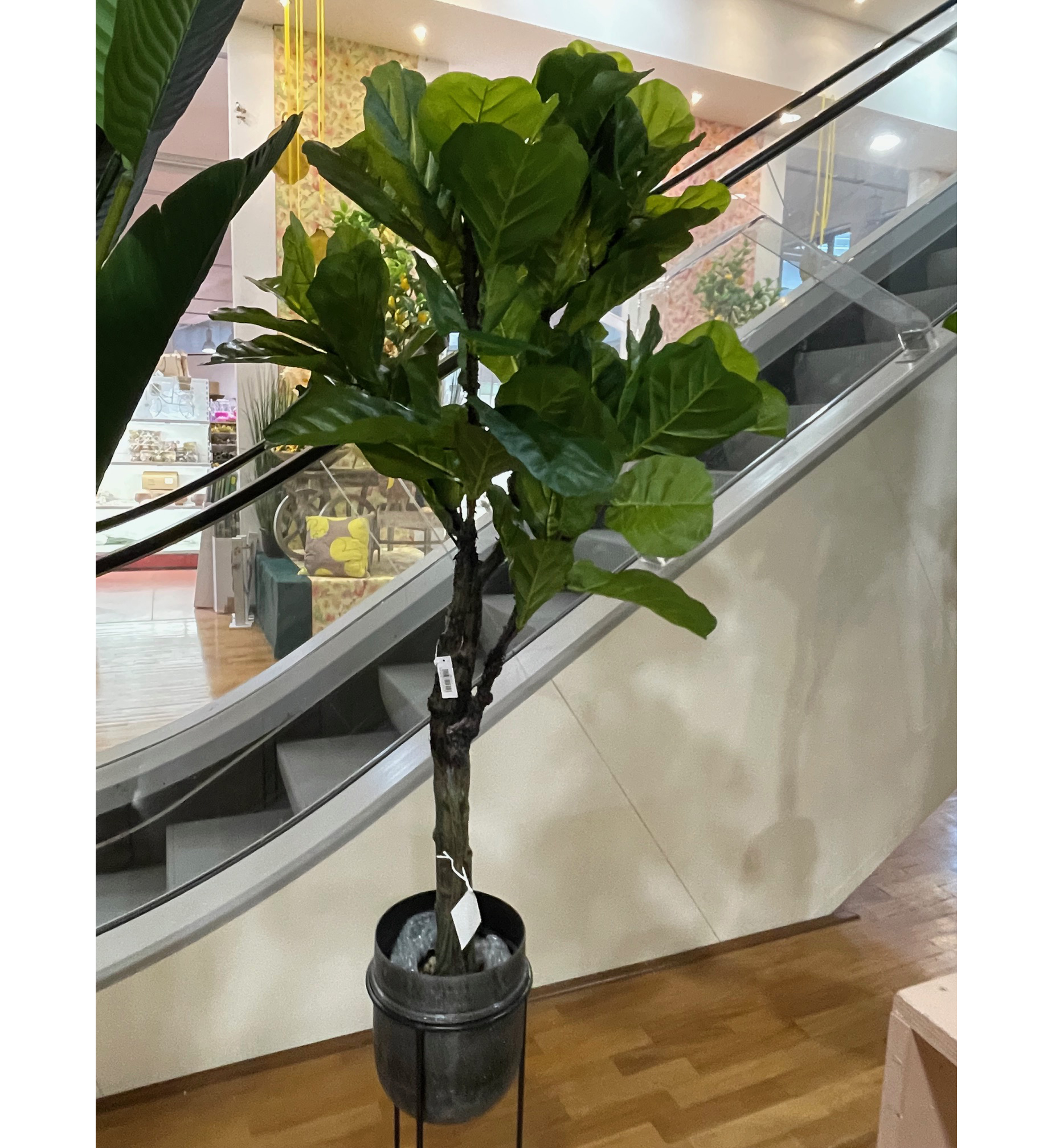 PIANTA FICUS LIRATA IN VASO H140CM.  --NETTO------