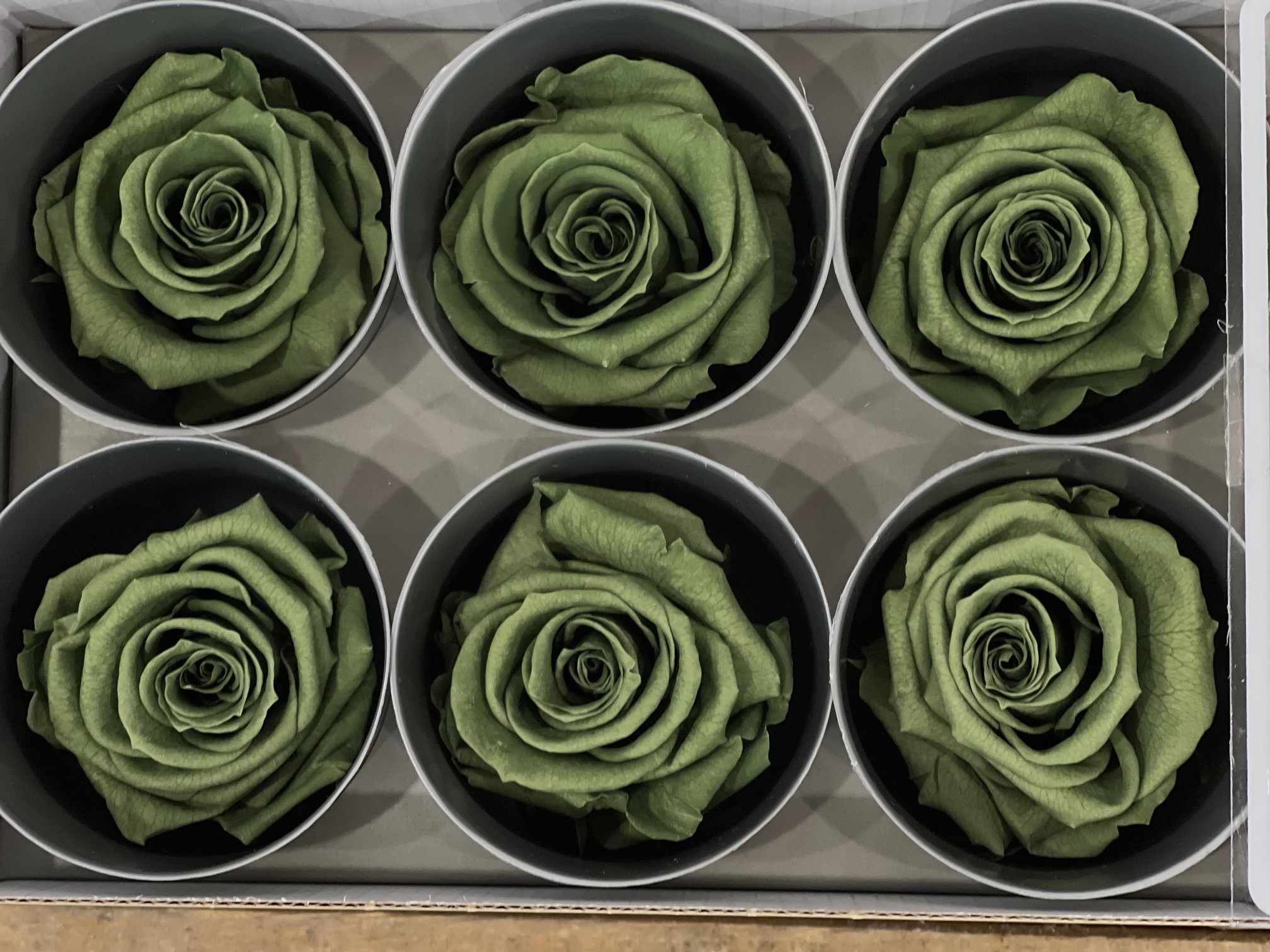 ROSES STAB.W-BOX 6PZ. VERDE TE