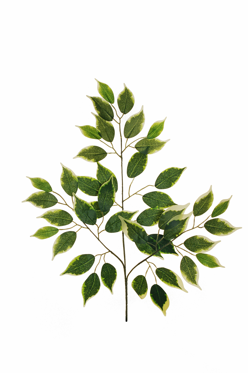 FICUS SPRAY X3 42FOGLIE 57CM. 12PZ. VARIEG.