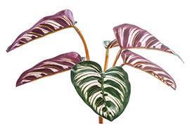 PIANTINA CALATHEA ROSEOP. 3PEZZI 6CM.