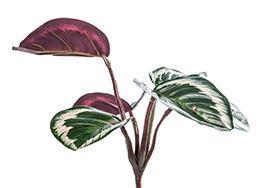 PIANTINA CALATHEA ORNATA 3PEZZI 6CM.