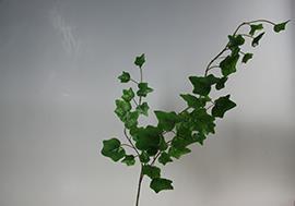 RAMO EDERA INGLESE 3PEZZI VERDE