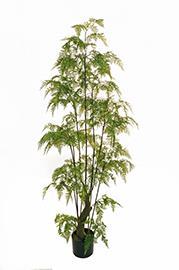 PIANTA BOSTON FERN H180CM.