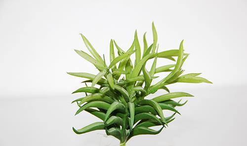 PIANTINA SUCCULENTA 15CM. 3PEZZI