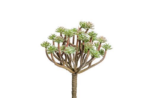 PIANTINA GRASSA 18CM. VERDE