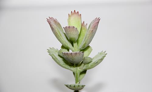 PIANTINA SUCCULENTA 13CM. 3PEZZI