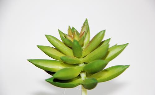 PIANTINA SUCCULENTA  H.11CM 3PEZZI