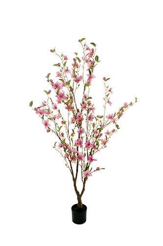 PIANTA MAGNOLIA C/VASO H.170CM. FUX