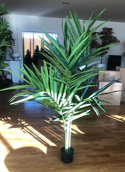 PIANTA KENTIA C/142 FOGLIE H170CM. VERDE